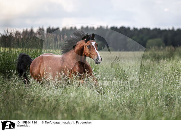 Warmblut / brown horse / IFE-01736