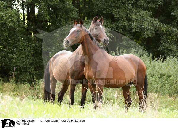 Warmblut / horse / HL-04261