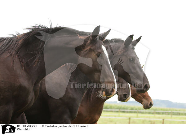 Warmblut / horse / HL-04295