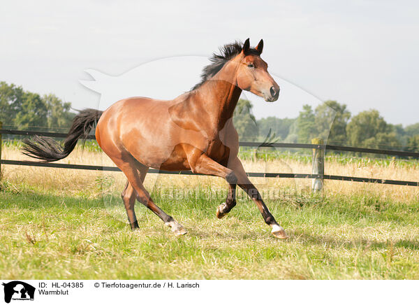Warmblut / horse / HL-04385