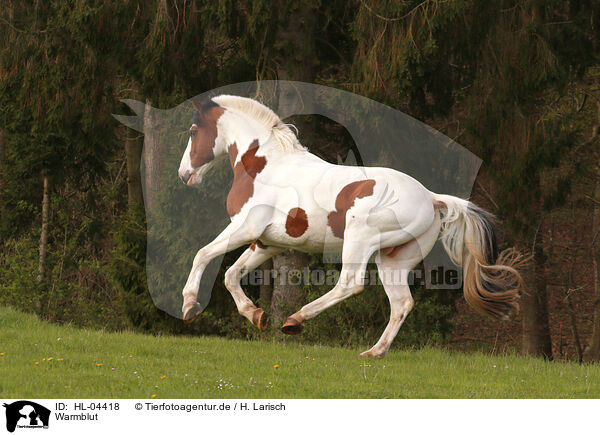 Warmblut / HL-04418