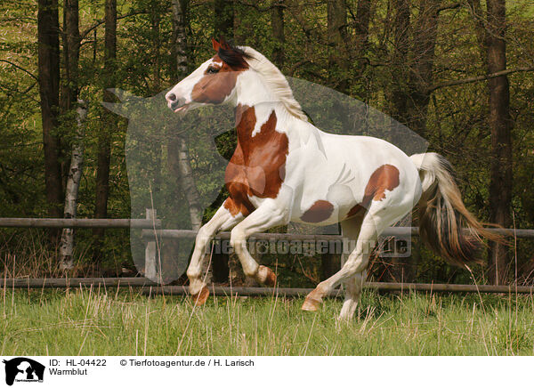 Warmblut / horse / HL-04422
