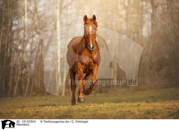 Warmblut / warmblood / CF-03504
