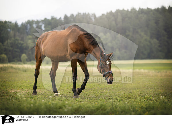 Warmblut / warmblood / CF-03512