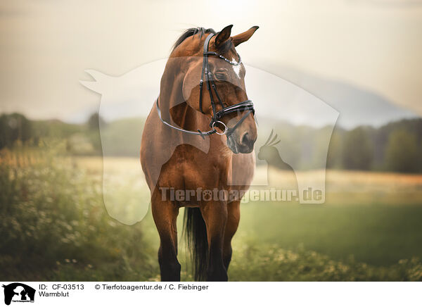 Warmblut / warmblood / CF-03513