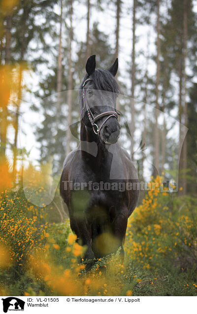 Warmblut / horse / VL-01505