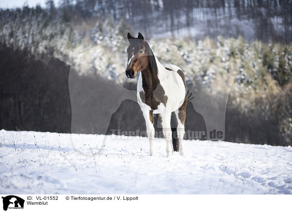 Warmblut / horse / VL-01552