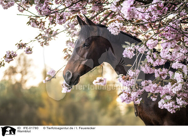 Warmblut / Warmblood / IFE-01780