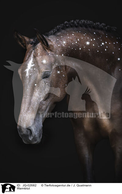 Warmblut / warmblood / JQ-02682