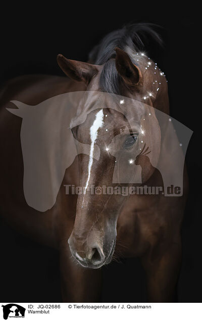 Warmblut / warmblood / JQ-02686