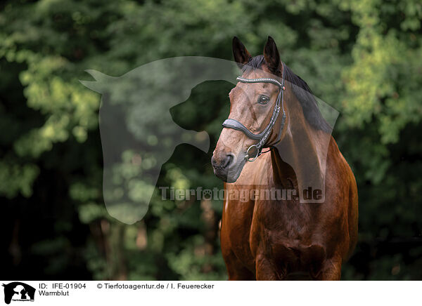 Warmblut / warmblood / IFE-01904
