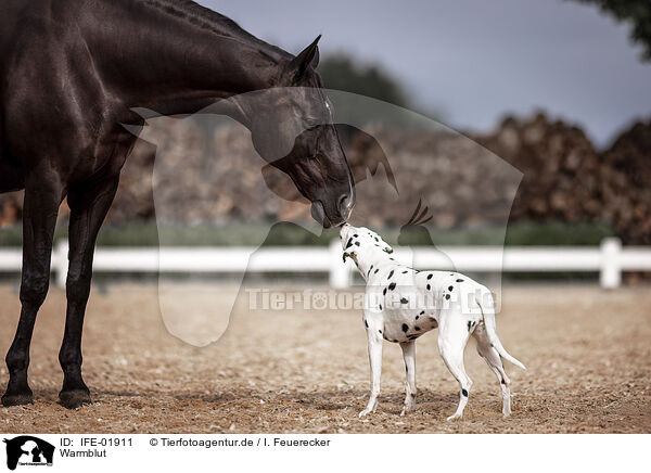 Warmblut / IFE-01911