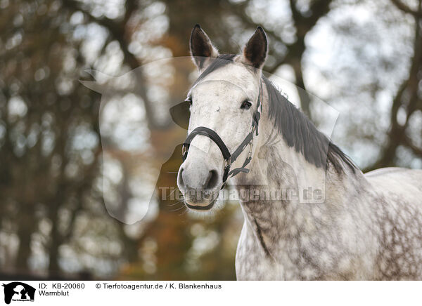 Warmblut / horse / KB-20060