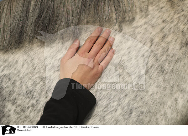 Warmblut / horse / KB-20063