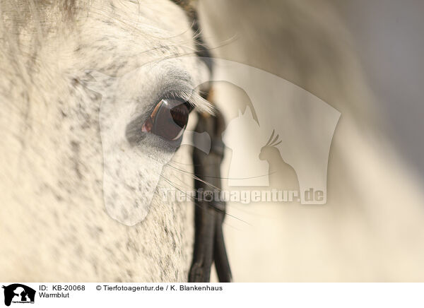 Warmblut / horse / KB-20068