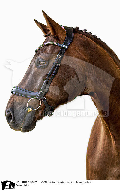 Warmblut / horse / IFE-01947