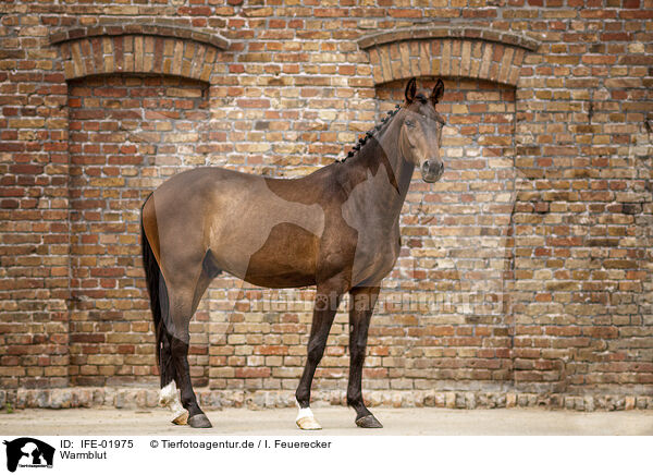 Warmblut / brown horse / IFE-01975