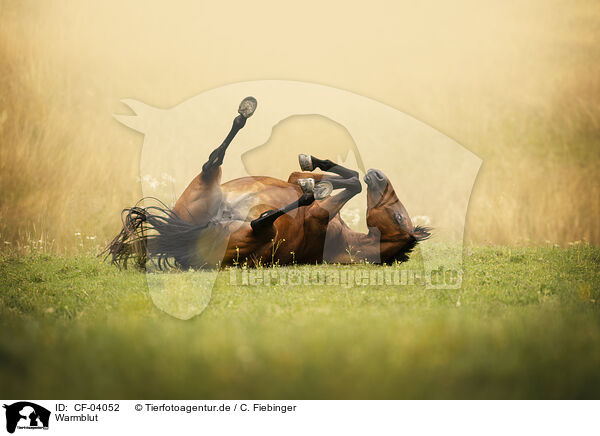 Warmblut / warmblood / CF-04052