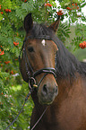 Lusitano Portrait