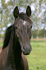 Edles Deutsches Warmblut Portrait