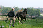 Reiter mchte sein Pferd einfangen