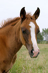 Fohlen im Portrait