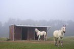 Pferde im Nebel