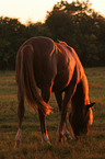 Pferd auf der Weide