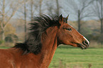 Deutsches Reitpony Portrait