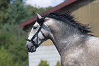 Lusitano an der Longe