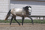 Lusitano an der Longe