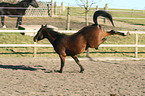 auskeilendes Warmblut