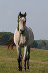 Pferd auf der Weide