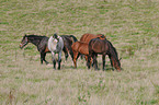 Pferd auf der Weide