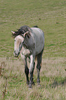 Pferd auf der Weide