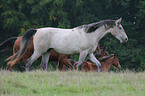Pferd auf der Weide