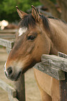 Warmblut Portrait