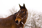 Warmblut Portrait