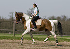 Frau reitet Warmblut