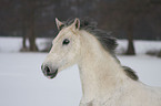 Warmblut Portrait