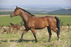 laufendes Warmblut