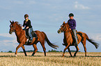 Frauen reiten Warmblter