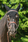 Warmblut Portrait