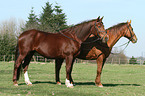 2 Warmblter