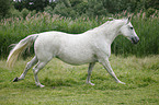 galoppierendes Warmblut