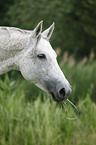 Warmblut Portrait