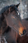 Warmblut Portrait