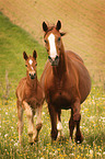 Warmblut Stute mit Fohlen