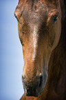 Warmblut Portrait