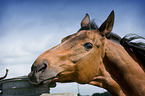 Warmblut Portrait